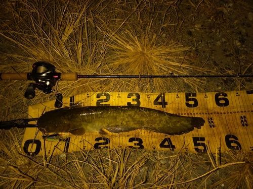 ニホンナマズの釣果