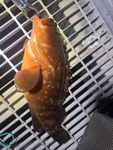 伊勢湾湾奥
