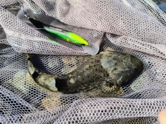 アユカケの釣果