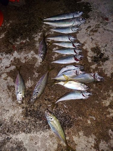 アジの釣果