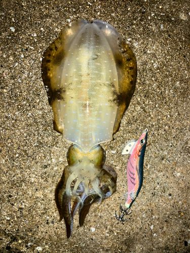 アオリイカの釣果