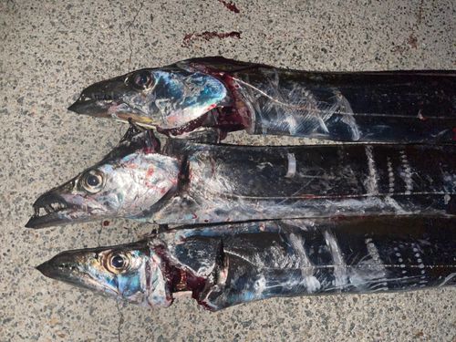 タチウオの釣果