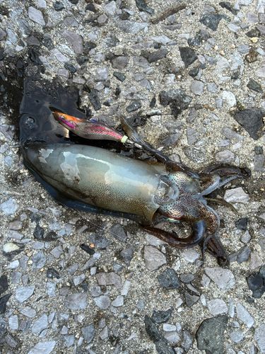 アオリイカの釣果