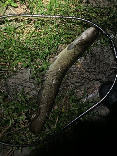 ナマズの釣果