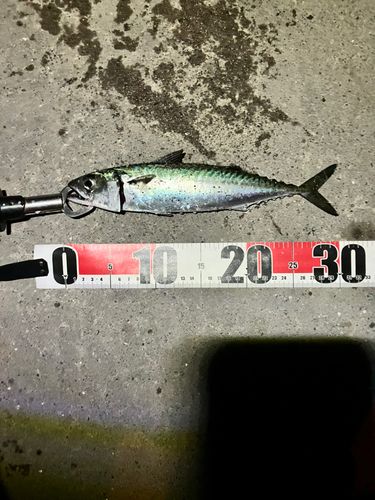 サバの釣果