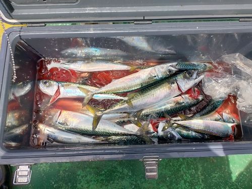 相模湾