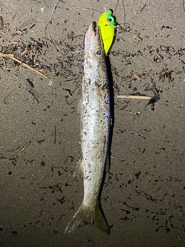カマスの釣果