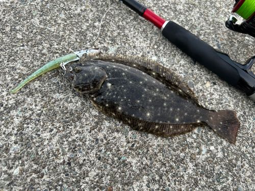 ソゲの釣果