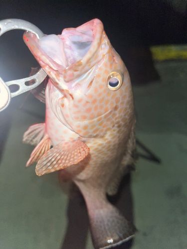 オオモンハタの釣果