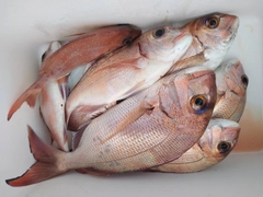マダイの釣果