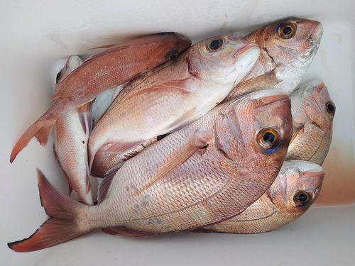 マダイの釣果