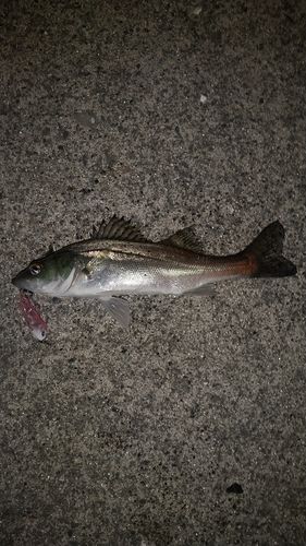 セイゴ（ヒラスズキ）の釣果