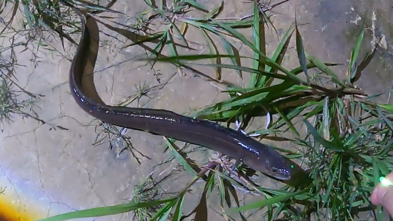 アジ
