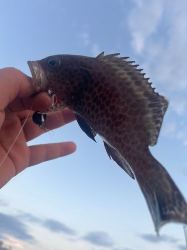 オオモンハタの釣果