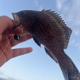 オオモンハタ