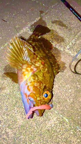カサゴの釣果