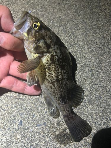 ソイの釣果