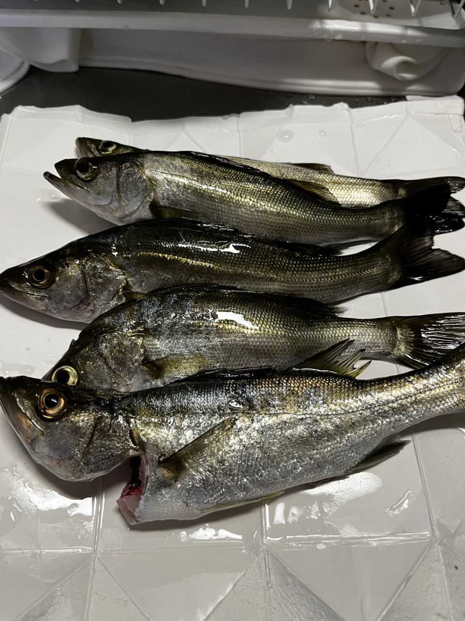 セイゴ（マルスズキ）