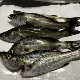 セイゴ（マルスズキ）