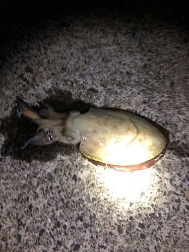 敦賀湾