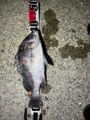 コショウダイの釣果