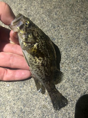 ソイの釣果
