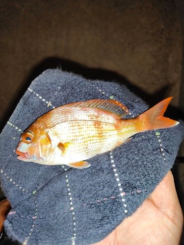碧南海釣り公園