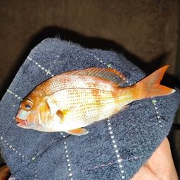 チャリコ