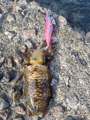 アオリイカの釣果