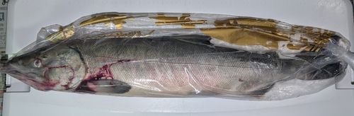 アキアジの釣果