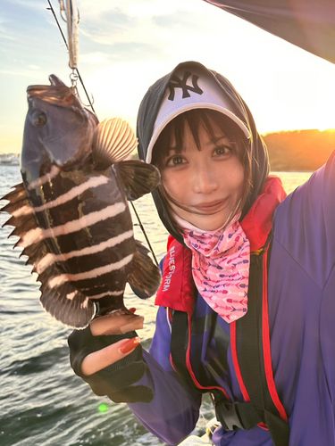 マハタの釣果