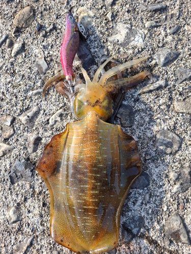 アオリイカの釣果