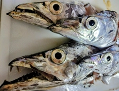 タチウオの釣果