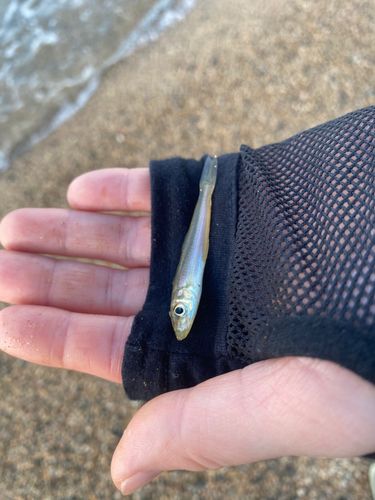 キスの釣果