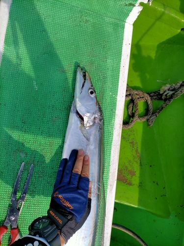 タチウオの釣果