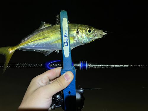 マアジの釣果