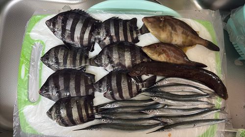 サヨリの釣果