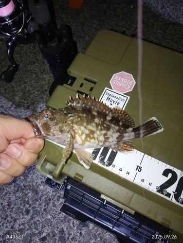 カサゴの釣果