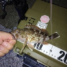 カサゴ