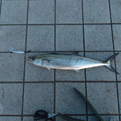 サゴシの釣果