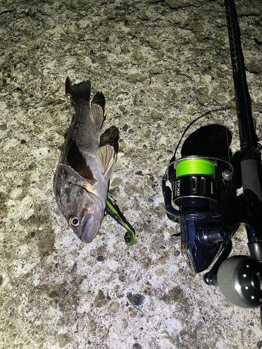 ソイの釣果