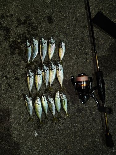 アジの釣果