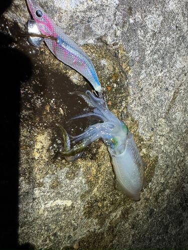 魚津漁港