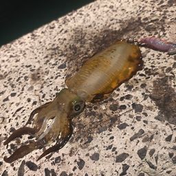 アオリイカ