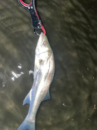 セイゴ（マルスズキ）の釣果