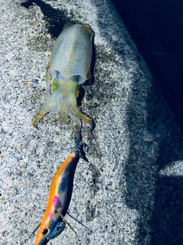アオリイカの釣果
