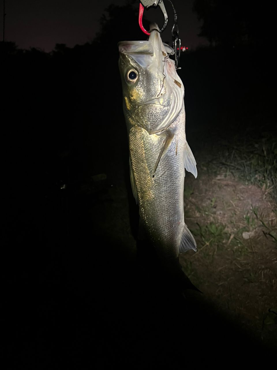 SHIMANO - 19 スコーピオン 2651R-5 シマノ 19スコーピオン スピニング 2651R-5 : フィッシング
