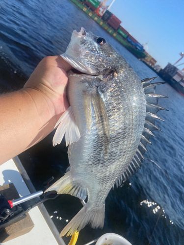 マアジの釣果