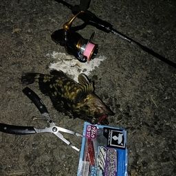 カサゴ