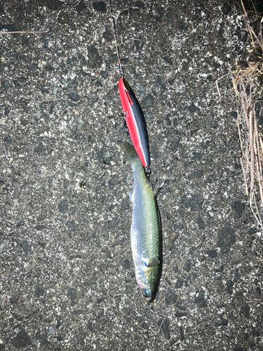 ボラの釣果